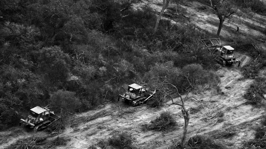 Cordobazo ambiental: el mes que Córdoba salvó a sus bosques bosque-nativo-cordoba