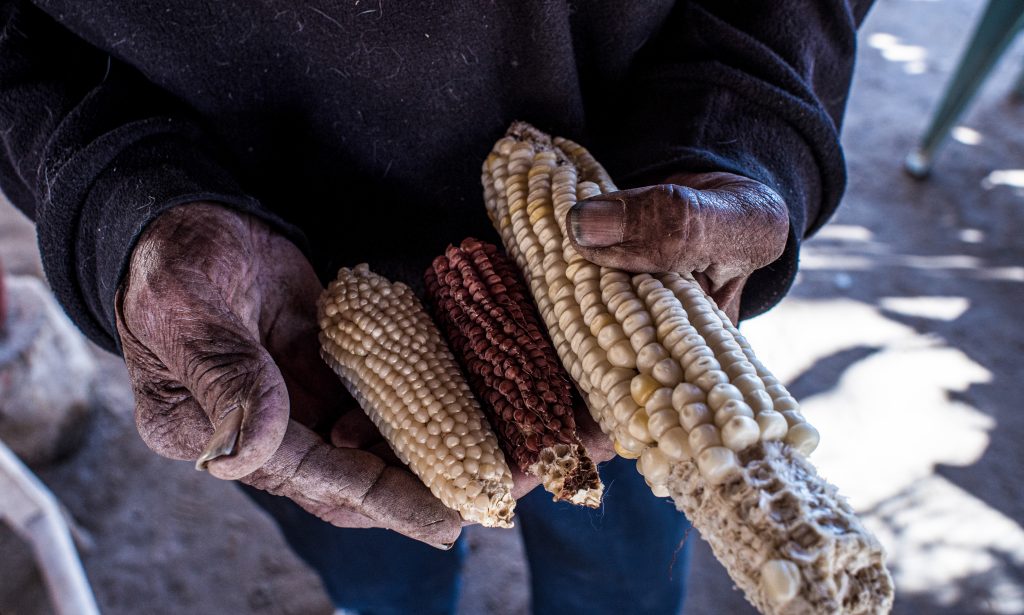 Maíz, Fiambalá -Julio Carrizo (BePe)